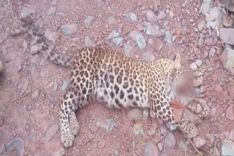 Dogs killed leopard cub in sirmaur