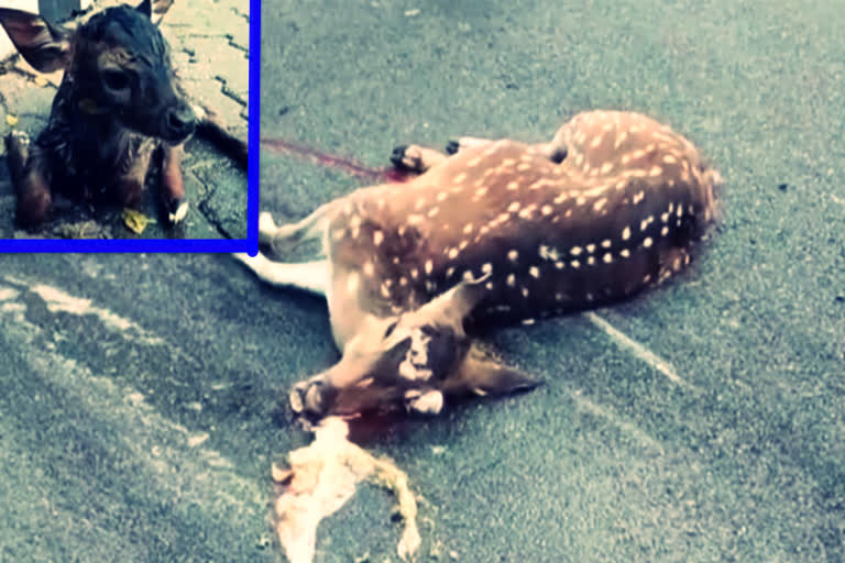 deer died in road accident in tirumala