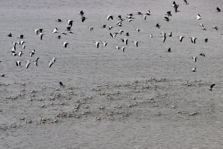 migrated birds In  Ghanamatheswar Reservoir