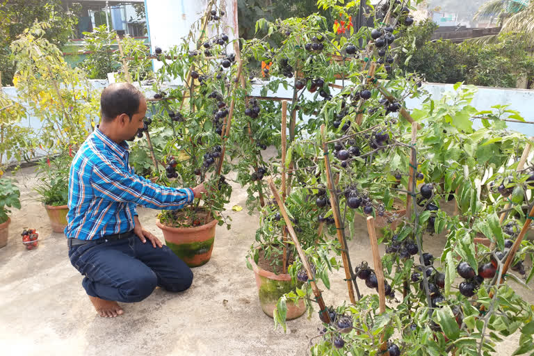 west midnapore teacher gets prize for his black tomato plant