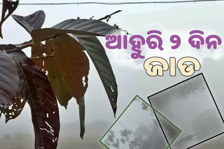 ମାଡି ଆସୁଛି ଶୀତ ଲହରି, କୁହୁଡି ପରେ ଜାଡ ଭାଙ୍ଗିବ ହାଡ଼