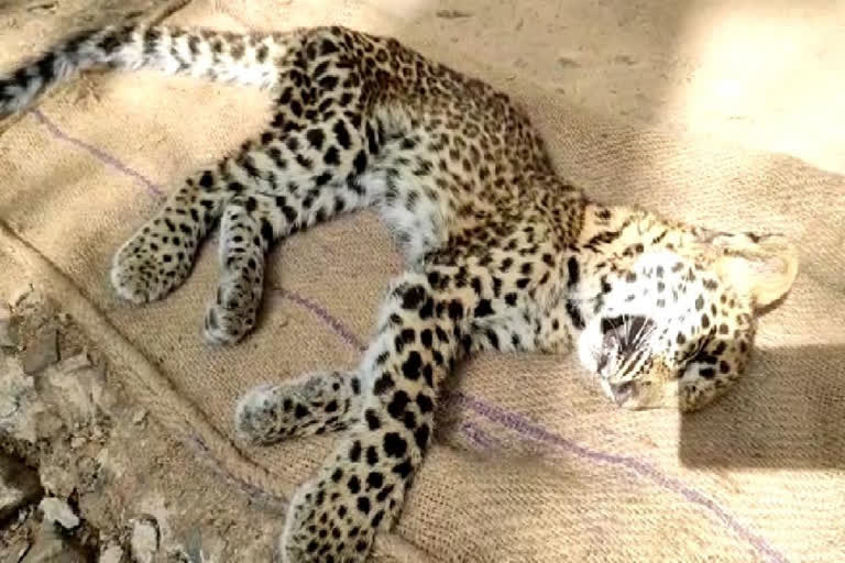 leopard dead in palakkad  leopard  palakkad local news  പാലക്കാട് പുലിക്കുട്ടി ചത്തു