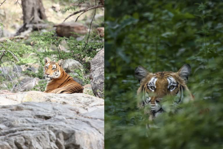 TX2 Award for sathyamangalam tiger reserve, சத்தியமங்கலம் புலிகள் காப்பக்கத்திற்கு டிஎக்ஸ்2 விருது