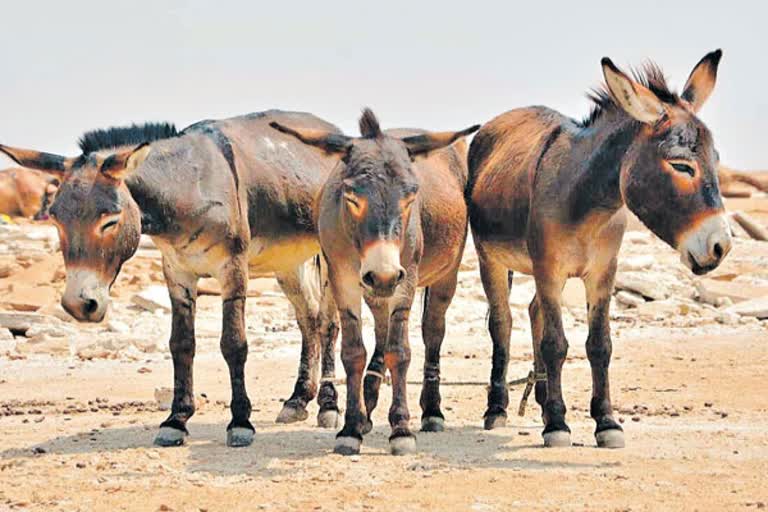 donkey population