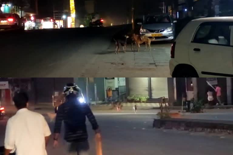 Kozhikode mukkam mad dog attack  മുക്കം പേപ്പട്ടി ശല്യം  കോഴിക്കോട് തെരുവുനായ ആക്രമണം നിരവധി പേർക്ക് പരിക്ക്  Kozhikode street dog attack