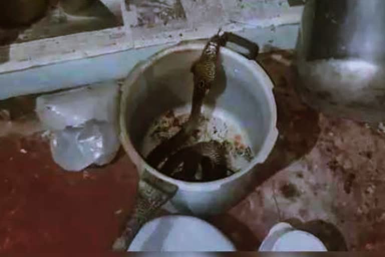 snake-inside-the-cooker-in-cuddalore