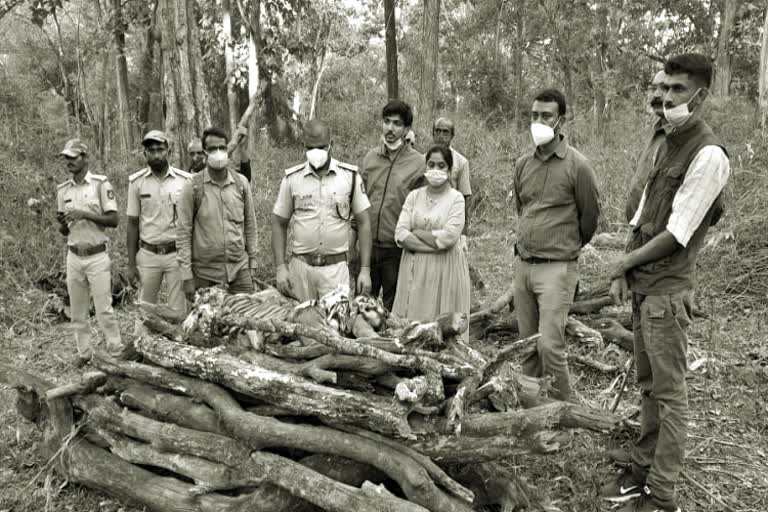 Two baby tiger dead body found in tiger census at Nagarahole park