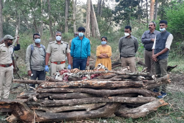 Nagarahole National Park: two tiger bodies have been found