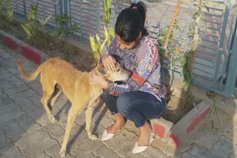 Surat NGO works for Abandoned Animals: સુરતમાં તરછોડા દેવાયેલા પ્રાણીઓના વ્હારે આવી સામાજિક સંસ્થા, કઈ રીતે થાય છે કામ, જુઓ