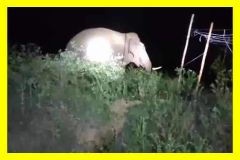 wild-elephant-dies-of-electrocution-in-hojai