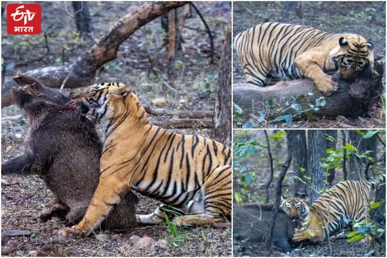 Tigress Noor Killed Wild Boar in Ranthambore