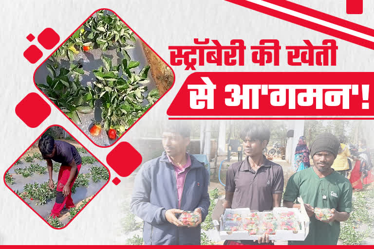 youth-becoming-self-sufficient-by-cultivating-strawberry-in-naxal-area-of-hazaribag