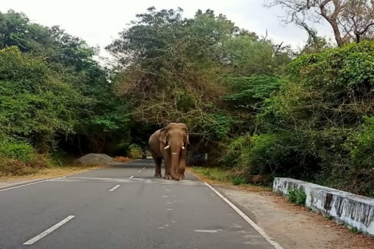 ரோட்டில் திடீரென நடந்து வந்த ஒற்றை காட்டு யானையால் பரபரப்பு..!