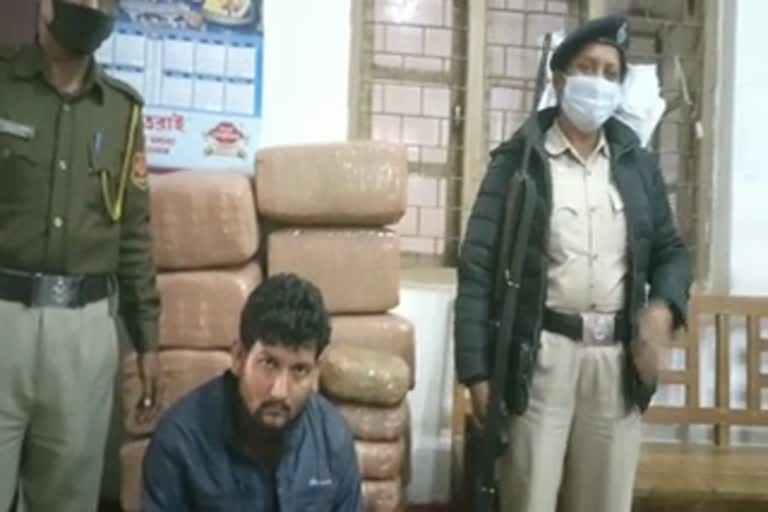 Tripura Police seized cannabis  drug pedaling  truck driver arrested with cannabis in Tripura  ത്രിപുരയില്‍ കഞ്ചാവ് പിടിച്ചെടുത്തു  കഞ്ചാവുമായി ട്രക്ക് ഡ്രൈവര്‍ ത്രിപുരയില്‍ പിടിയില്‍