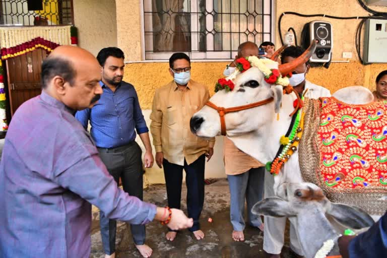 CM Basavaraj Bommai Performs Gau Pooja