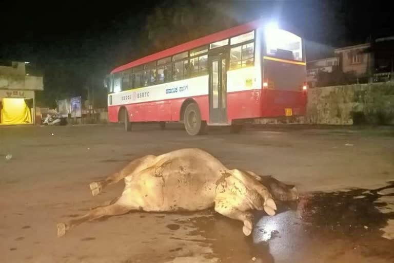 ಬಸ್​ ನಿಲ್ದಾಣದಲ್ಲಿ ಸಾವನ್ನಪ್ಪಿದ ಹಸು