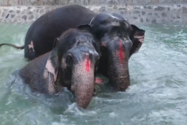 ஸ்ரீரங்கம் கோயில் யானைகள் நடைபயிற்சி செய்து பிரமாண்ட குளியல்