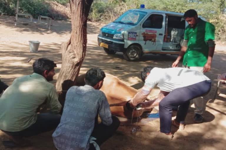 Karuna Animal Ambulance in Kutch : પશુ એમ્બ્યૂલન્સ દ્વારા જિલ્લામાં 97,437  પશુઓને ઘરઆંગણે સારવાર મળી, karuna animal ambulance in kutch 97437 animals  received home treatment in the district by animal ...