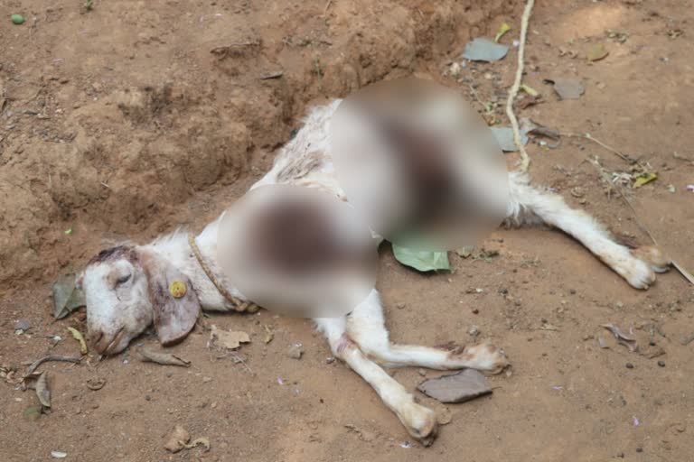 Leopard killed goat in vadakkencherry  Leopard in vadakkencherry  വടക്കഞ്ചേരിയിൽ വീണ്ടും പുലി ഇറങ്ങി  വടക്കഞ്ചേരിയിൽ പുലി ശല്യം  കാളാംകുളത്ത് പുലി ആടിനെ കടിച്ച് കൊന്നു