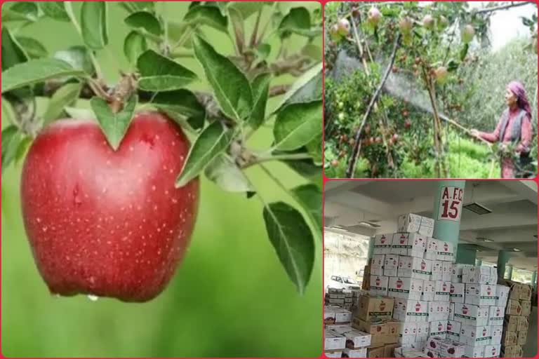 APPLE PRODUCTION IN HIMACHAL