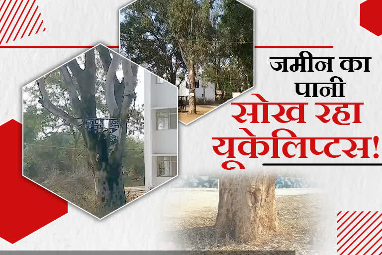 eucalyptus-trees-reducing-ground-water-level-in-palamu