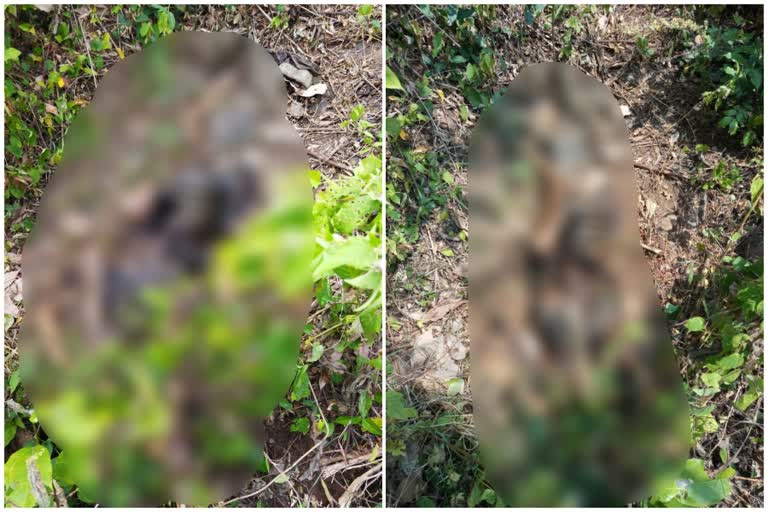 Kasargod Dead Body Found  DNA Test Kerala  Kasargod Neeleswaram  ഒരു മാസം പഴക്കം ചെന്ന അസ്ഥികൂടം  അസ്ഥികൂടം കണ്ടെത്തി  വയോധികനെ കാണാതായതായി പരാതി  Kasargod Latest News  Kasargod Crime News