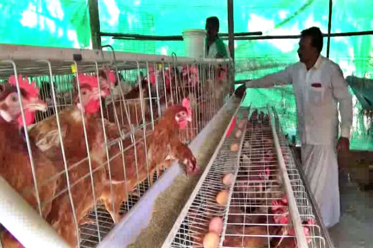 Haveri Man Succeeded In Chicken Breeding