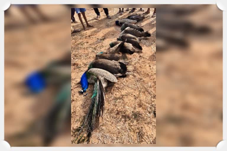 Peacocks Died in Warangal