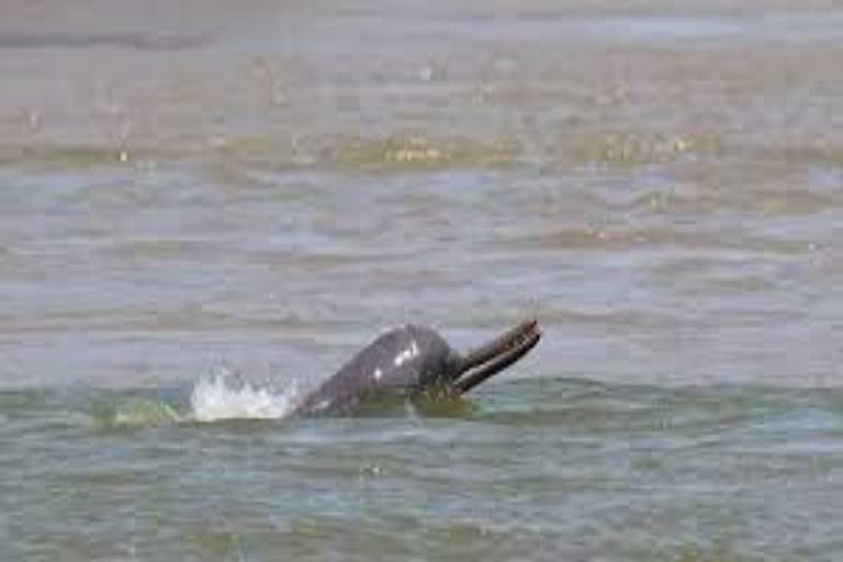 National Chambal Gharial Sanctuary