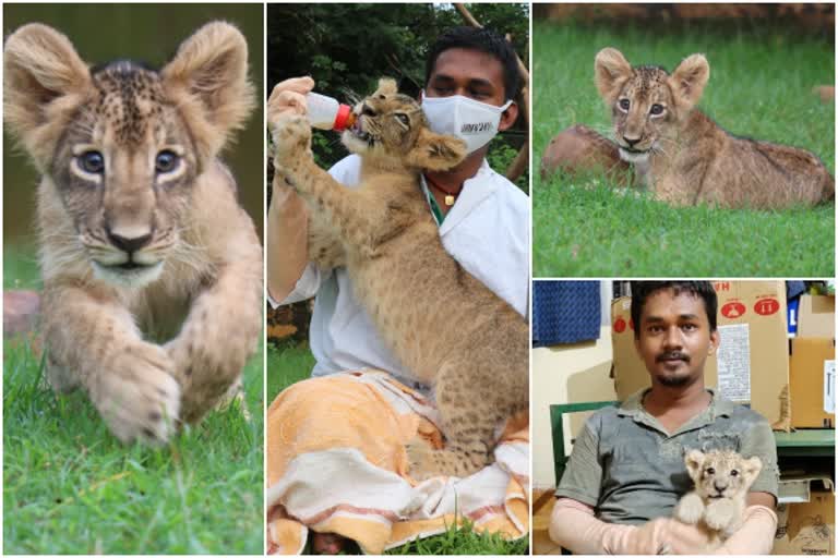 new life to Lion Cub