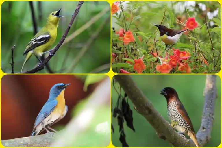 Wildlife expert team first time Birds survey