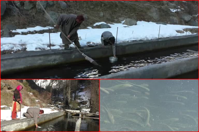 Trout fish production in Himachal