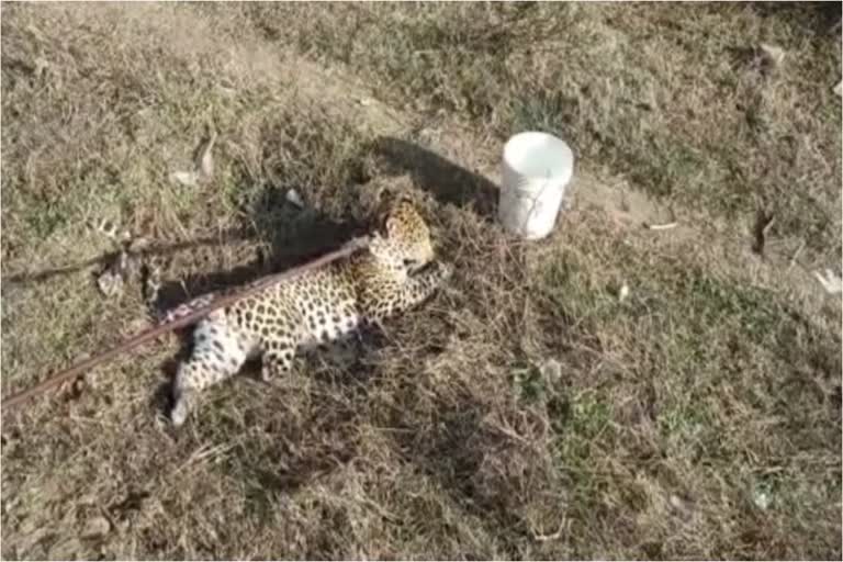 Male Leopard Injured In Nuh