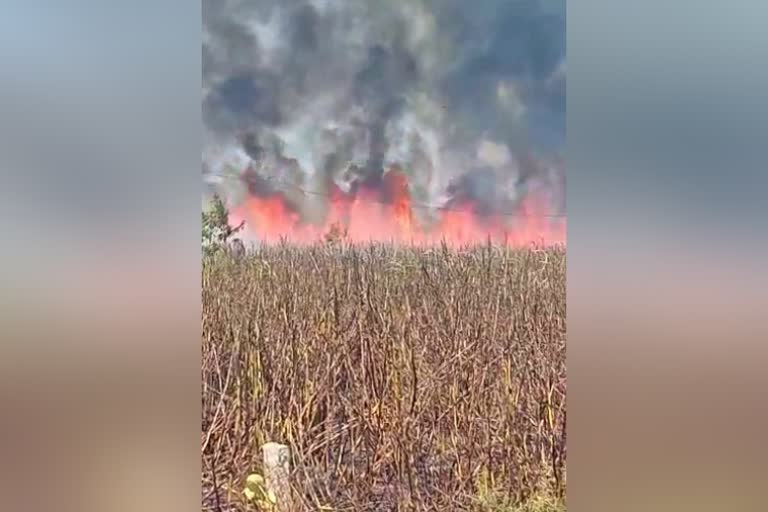 More than ten ares of sugarcane burnt by short circuit  in Gurmitkal