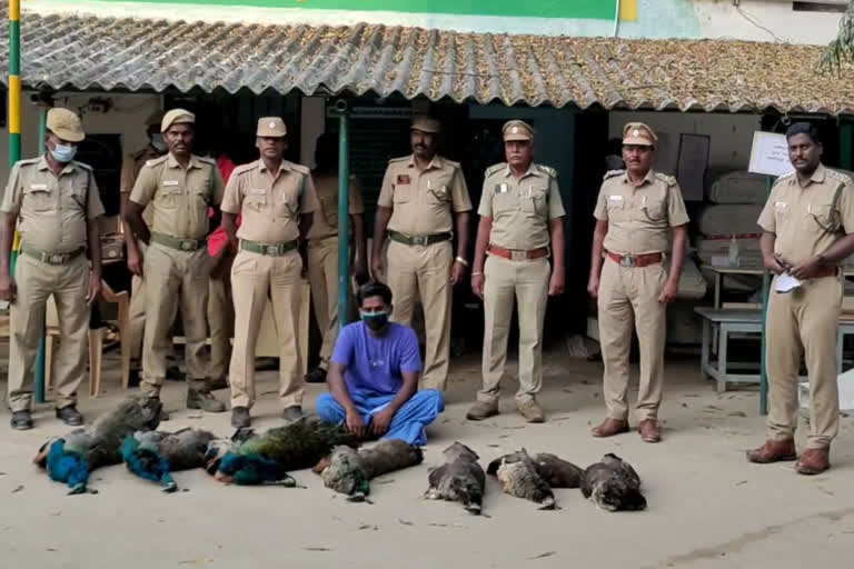 Seven peacocks poisoned and killed - one arrested