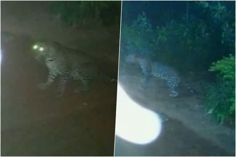 Leopard landed in front of house video  kozhikode house Leopard landed  കോഴിക്കോട് വീട്ടുമുറ്റത്ത് പുലിയിറങ്ങി  kozhikode todays news  കക്കാടംപൊയിലിലെ വീട്ടുമുറ്റത്ത് പുലിയുടെ സാന്നിധ്യം