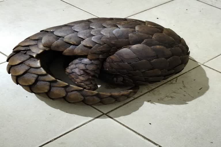 pangolin seized by crime branch stf team in koraput