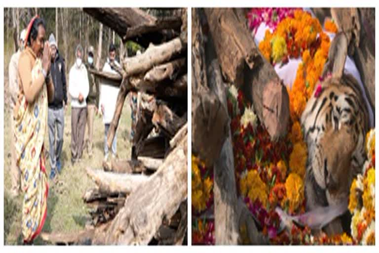 PM Narendra Modi on Collarwali Tigress Funeral