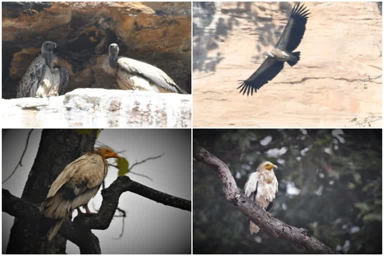 Rare white vulture species found in Surguja
