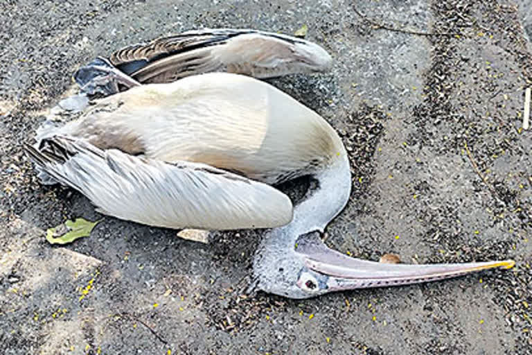 Death of Migratory birds: వలస పక్షుల మృత్యుఘోష... ఒక్క నెలలోనే వంద మృతి