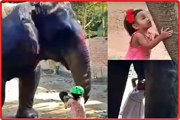 Assam girl playing with Elephant, Assam girl playing with Elephant video viral, Assam girl playing with Elephant news, ಅಸ್ಸೋಂ ಬಾಲಕಿ ಆನೆಯ ಜೊತೆ ಆಟ, ಅಸ್ಸೋಂ ಬಾಲಕಿ ಆನೆಯ ಜೊತೆ ಆಟದ ವಿಡಿಯೋ ವೈರಲ್​, ಅಸ್ಸೋಂ ಬಾಲಕಿ ಆನೆಯ ಜೊತೆ ಆಟ ಸುದ್ದಿ,