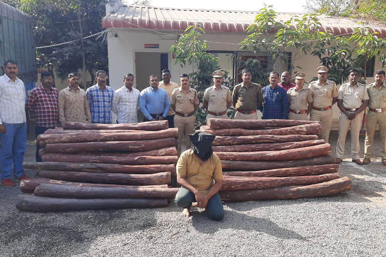 Miraj police seize red sandalwood worth Rs 2.5 crore, one person held