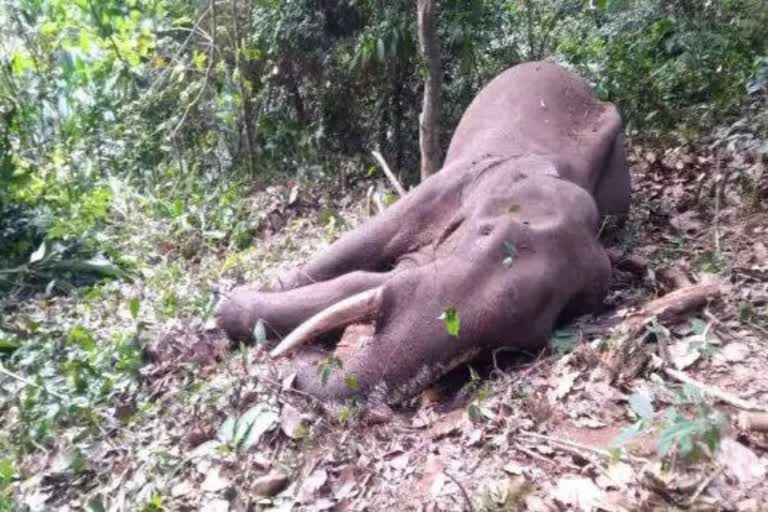 കാട്ടാന ചരിഞ്ഞ നിലയില്‍  പനംകുടന്ത വനം കാട്ടാന ജഡം  റാന്നി കാട്ടാന ചരിഞ്ഞു  wild elephant found dead in pathanamthitta  panamkuduntha forest wild elephant found dead