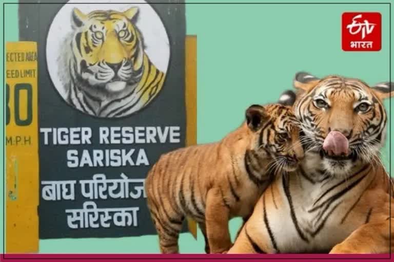 Tiger Missing in Sariska