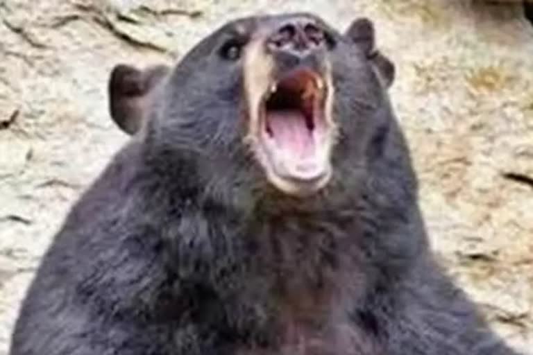 Bears attacked in Korba