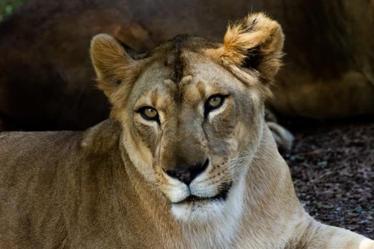 Lioness manya died yesterday