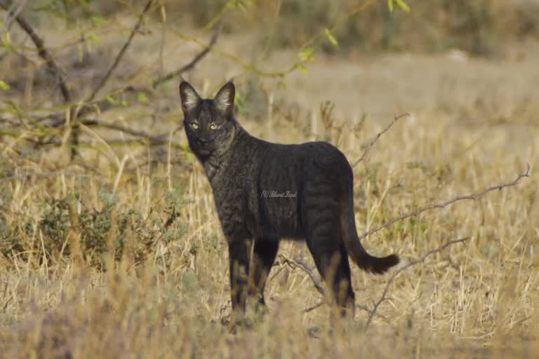 Melanistic Jungle Cat in Kutch: કચ્છના ફોટોગ્રાફરે ભાગ્યે જ જોવા મળતી જંગલી બિલાડીને કેમેરામાં કરી કેદ, જુઓ