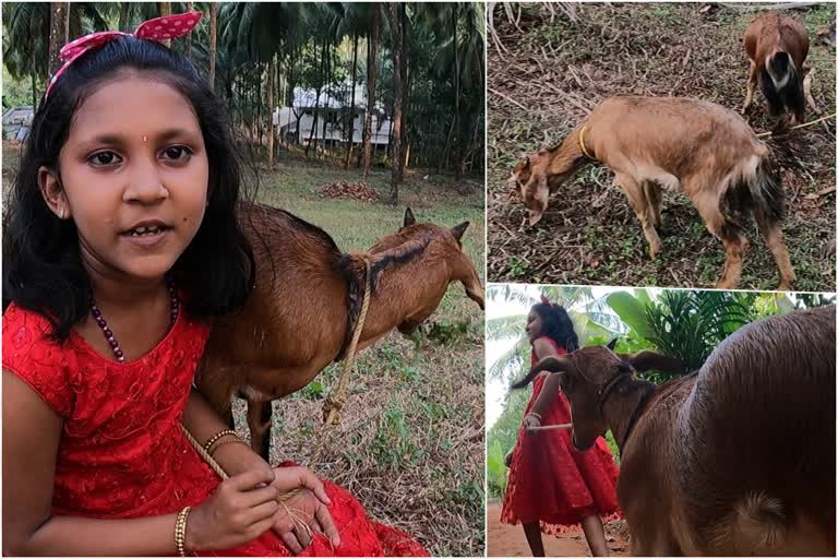 ആട്ടിന്‍കുട്ടികളുടെ പിറന്നാളിന് പിണ്ണാക്ക് കേക്ക്  Kozhikode girl celebrates lambs birthday  thottumukkam girl celebrates lambs birthday  ആട്ടിന്‍കുട്ടികളുടെ പിറന്നാള്‍ ആഘോഷിച്ച് തോട്ടുമുക്കത്തെ മില്‍ന  കോഴിക്കോട് ഇന്നത്തെ വാര്‍ത്ത  Kozhikode todays news