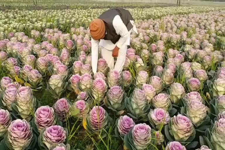 Kail Flowers farming Palwal