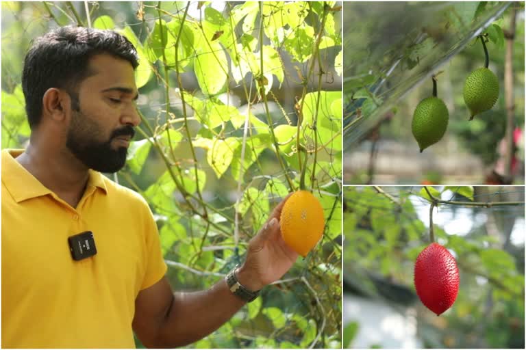 സ്വർണക്കനിയായ ഗാഗ്‌ ഫ്രൂട്ട്  ഗാഗ്‌ ഫ്രൂട്ട് കൃഷി മലപ്പുറം  അസ്‌കറിന്‍റെ വീട്ടിൽ വിയറ്റ്‌നാം ഫലം  Gac fruit cultivation  Askar malappuram fruits cultivation  Gac fruit in Four colors